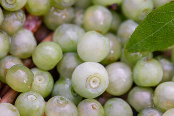 Mutation, White Blueberries