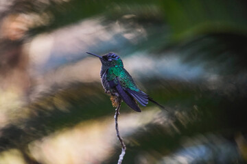 Fototapeta na wymiar Swallow-tailed Hummingbird