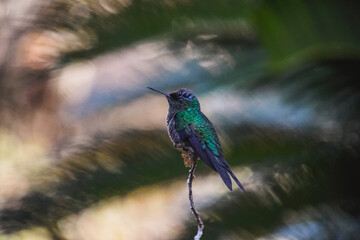 Swallow-tailed Hummingbird