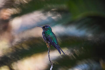 Swallow-tailed Hummingbird