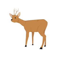 Roe Deer Illustration