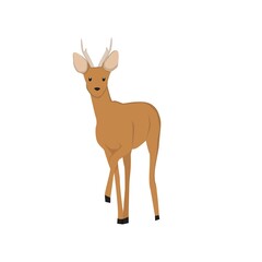 Roe Deer Illustration