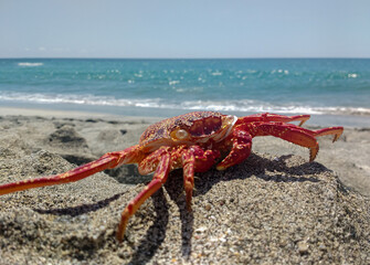 close-up of a crab on the seashore in the morning