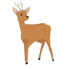 Roe Deer Illustration