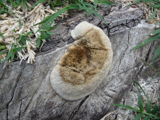 Hongo en tronco