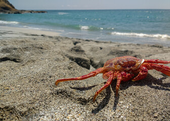 close-up of a crab on the seashore in the morning
