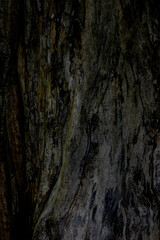 The texture of the tree without bark. Dark wood structure.