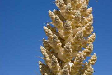 Tan Panicle bloom on Parry Beargrass, Nolina Parryi, Asparagaceae, native Perennial Woody Evergreen...