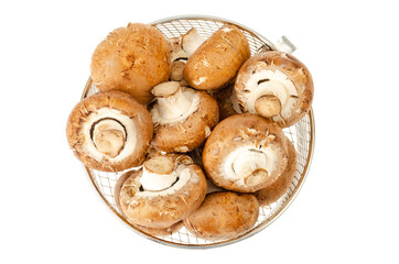 Brown royal champignons on white background. Photo