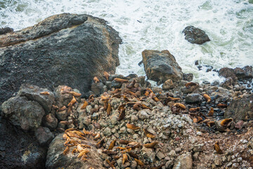 Seals on a rocky section of the Oregon coast just north of Florence.