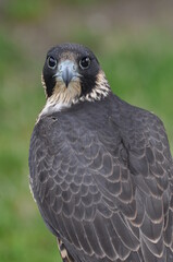 Polska - Mazury - Warmia. Krajobraz. Sokół.