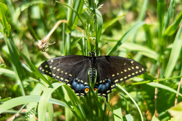 Dorsal view of an eastern black swallowtaill
