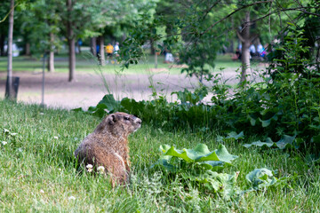 View of a groundhog (Marmota monax) at the park 