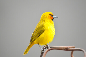 A yellow spectacled weaver feeding fruit nectar from a bird feeder in South Africa