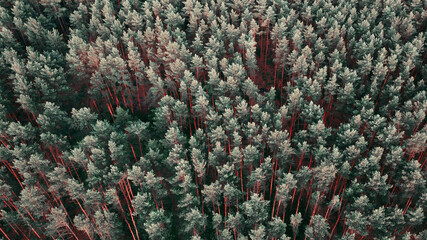 Aerial view of a pine forest