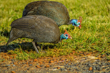 Helmeted Guinea fowls or Numididae feeding in a game reserve in South Africa