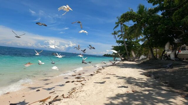 pigeons on the sandy beach of a tropical island
