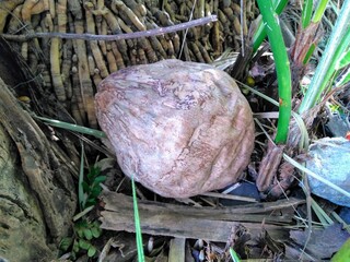 a dry coconut in the middle of tree roots