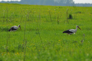 Sokół. Lato. Polska - Mazury - Warmia.