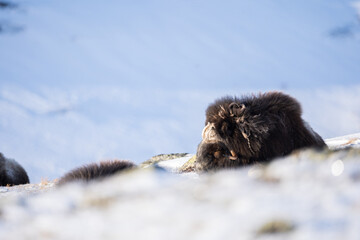 Obraz premium Musk ox from Dovrefjell National Park, Norway. Arctic winter environment.