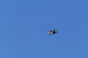 Bald Eagle in flight over the River