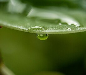 gota de agua bajo la hoja