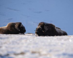 Musk ox from Dovrefjell National Park, Norway. Arctic winter environment.