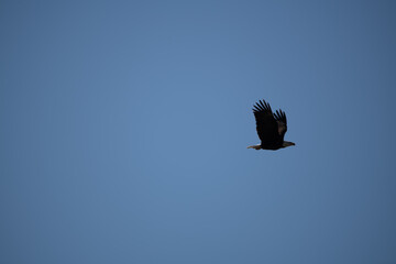 Bald Eagle in flight over the River