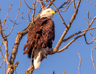 Bald Eagle Perched on a Branch