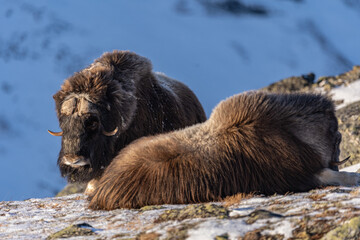 Musk ox from Dovrefjell National Park, Norway. Arctic winter environment.