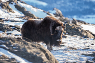 Musk ox from Dovrefjell National Park, Norway. Arctic winter environment. © andrei