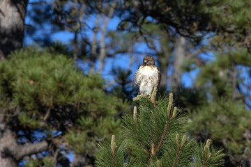 Red-tailed Hawk atop a pine tree at dawn in Sugarite Canyon State Park in New Mexico
