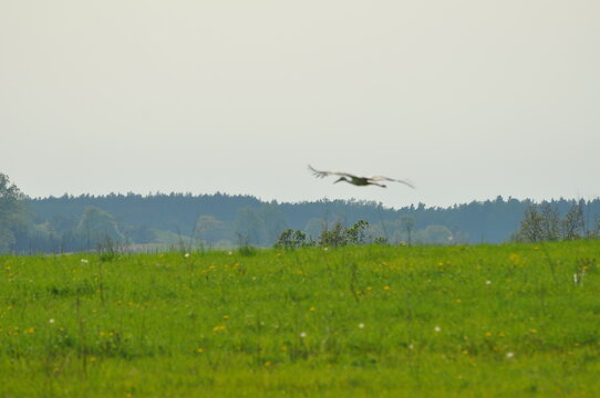lecący bocian.