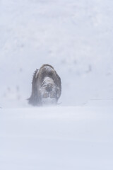 Muskox from Dovrefjell National Park, Norway