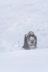 Obraz premium Muskox from Dovrefjell National Park, Norway