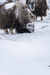 Muskox from Dovrefjell National Park, Norway