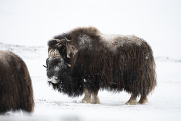 The muskox in the Dovrefjell National Park, Norway