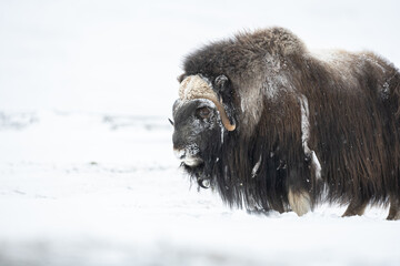 The muskox in the Dovrefjell National Park, Norway