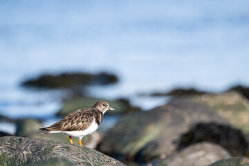 Purple sandpiper | Calidris maritima. A shore bird from Norway.