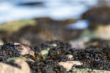 Purple sandpiper | Calidris maritima. A shore bird from Norway.
