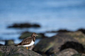 Purple sandpiper | Calidris maritima. A shore bird from Norway.