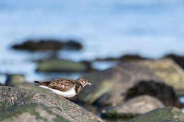 Purple sandpiper | Calidris maritima. A shore bird from Norway.