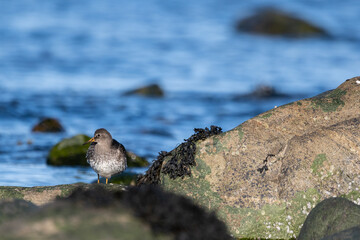 Purple sandpiper | Calidris maritima. A shore bird from Norway.