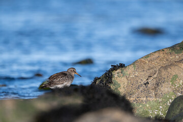 Purple sandpiper | Calidris maritima. A shore bird from Norway.
