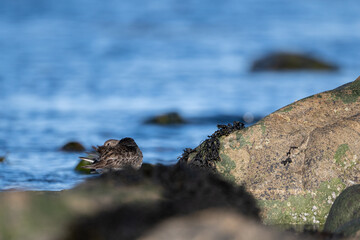 Purple sandpiper | Calidris maritima. A shore bird from Norway.