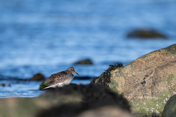 Purple sandpiper | Calidris maritima. A shore bird from Norway.