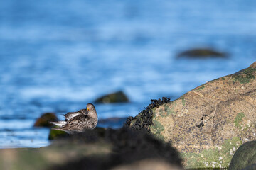 Purple sandpiper | Calidris maritima in Alesund, Norway, Blimsanden. Shore bird on Norway coast line.