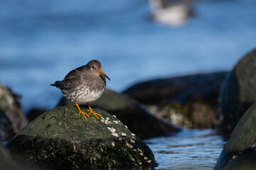 Purple sandpiper | Calidris maritima. A shore bird from Norway.