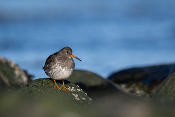 Purple sandpiper | Calidris maritima. A shore bird from Norway.