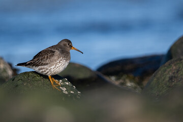 Purple sandpiper | Calidris maritima. A shore bird from Norway.